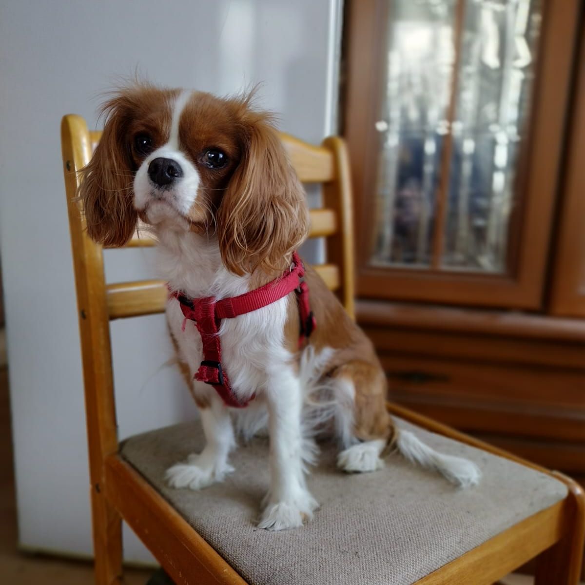 Soutěžní fotografie - Daesy,  Kavalír King Charles španěl