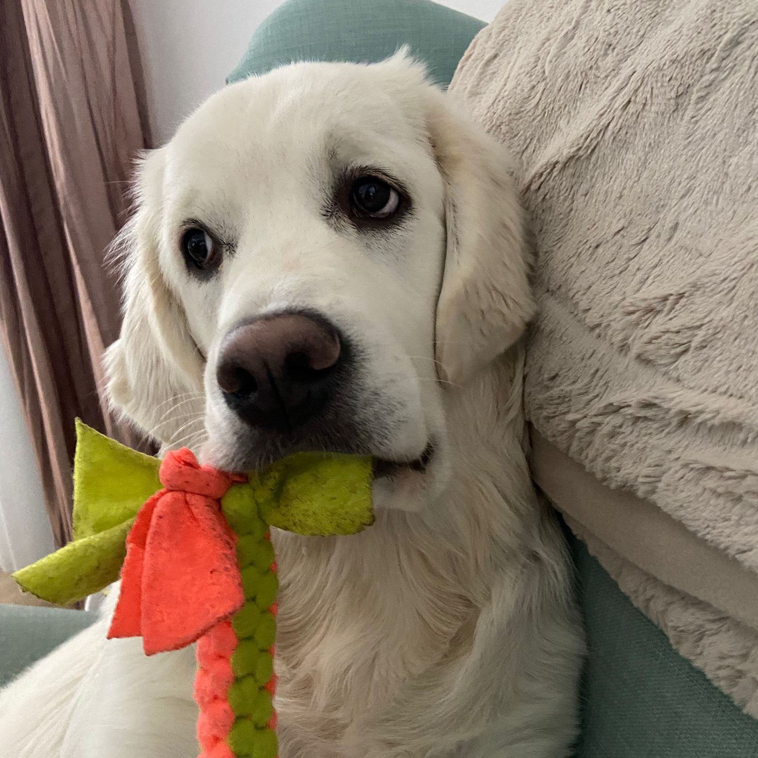 Soutěžní fotografie - Kazimirská Hana,  Zlatý retriever
