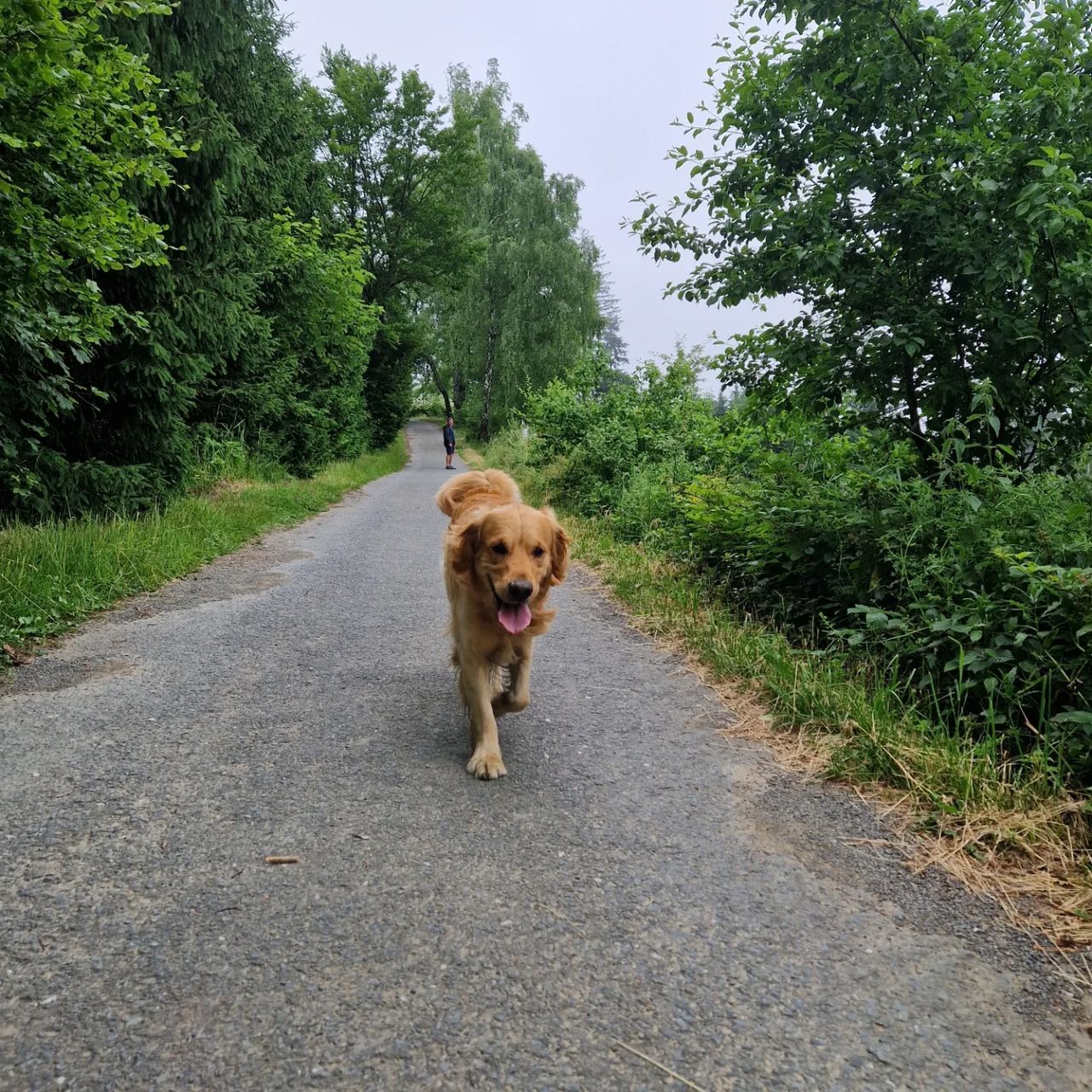 Soutěžní fotografie - Goldy,  Zlatý retriever