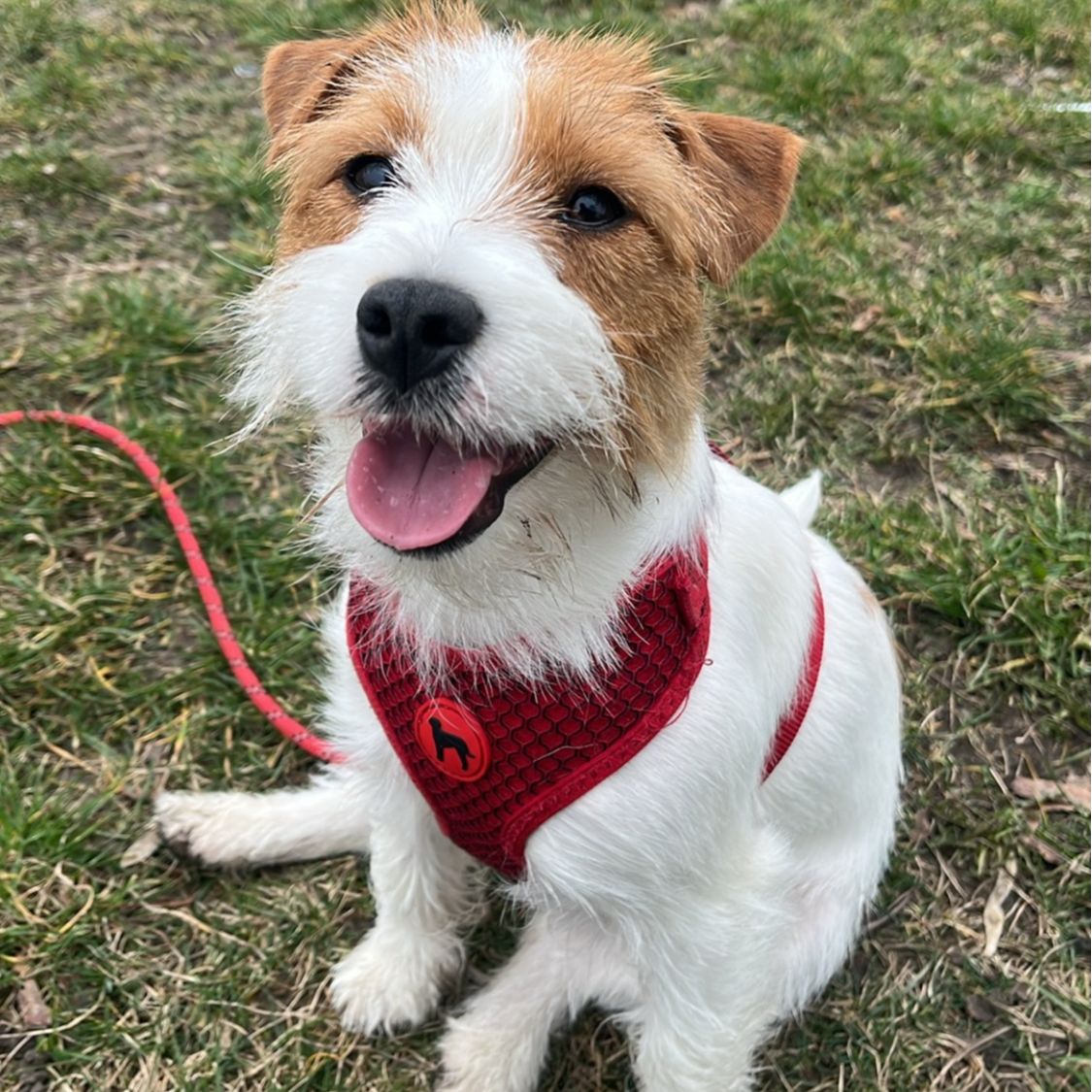 Soutěžní fotografie - Zoe,  Jack Russell Teriér