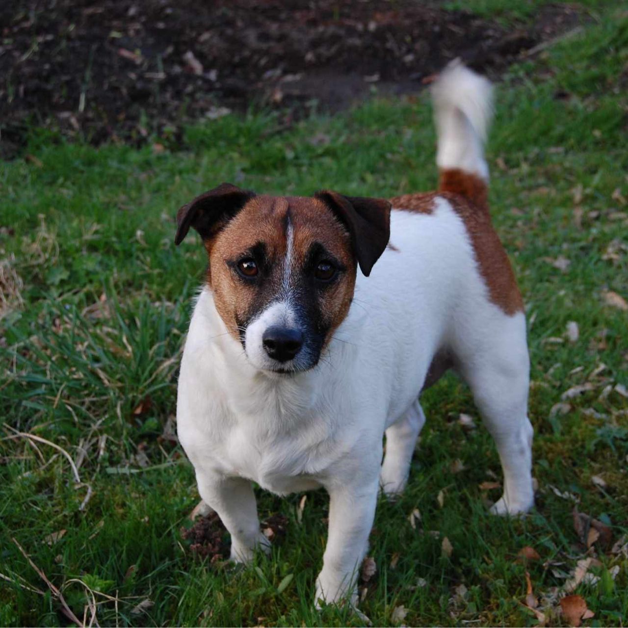 Soutěžní fotografie - Jack,  Jack Russell Teriér