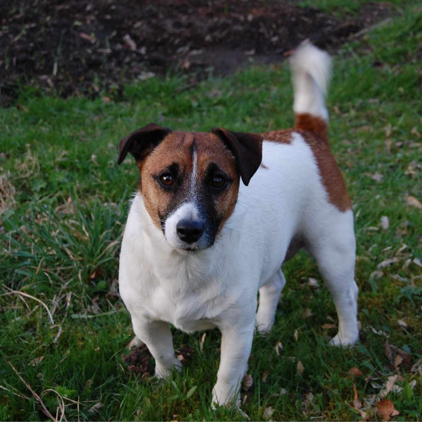 Soutěžní fotografie - Jack,  Jack Russell Teriér