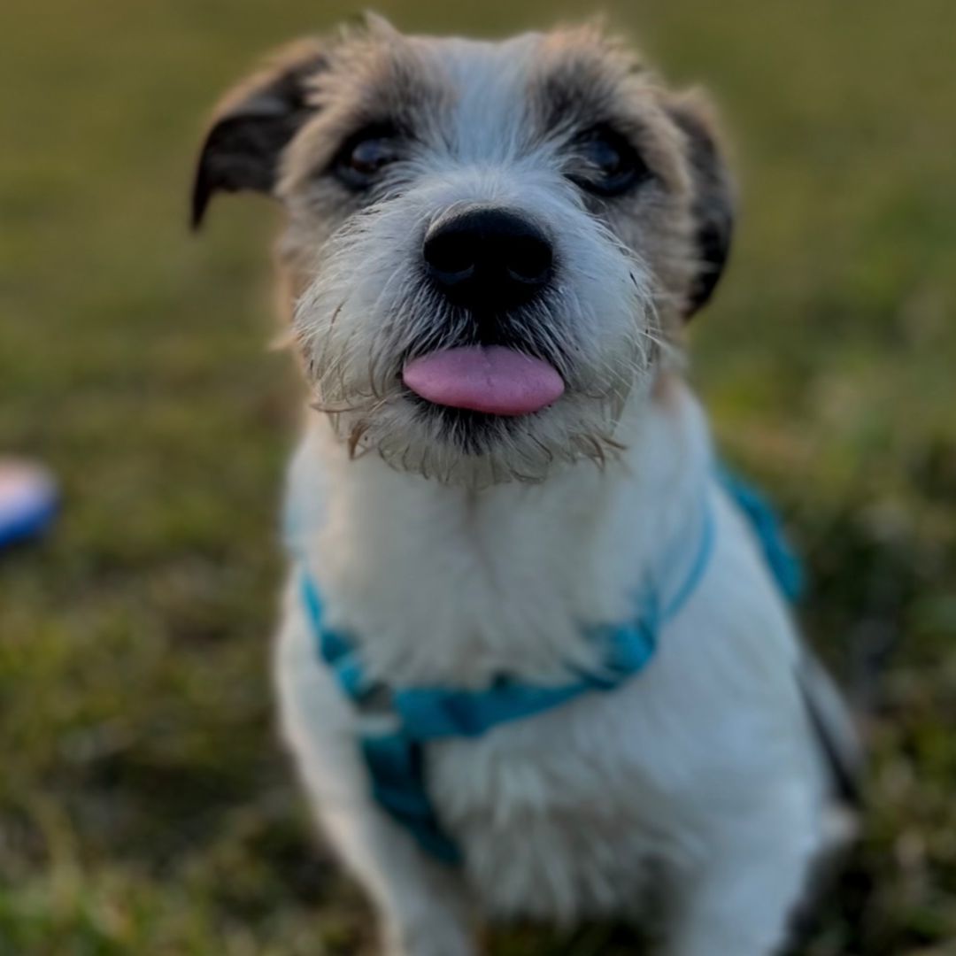 Soutěžní fotografie - Jarvis,  Jack Russell Teriér