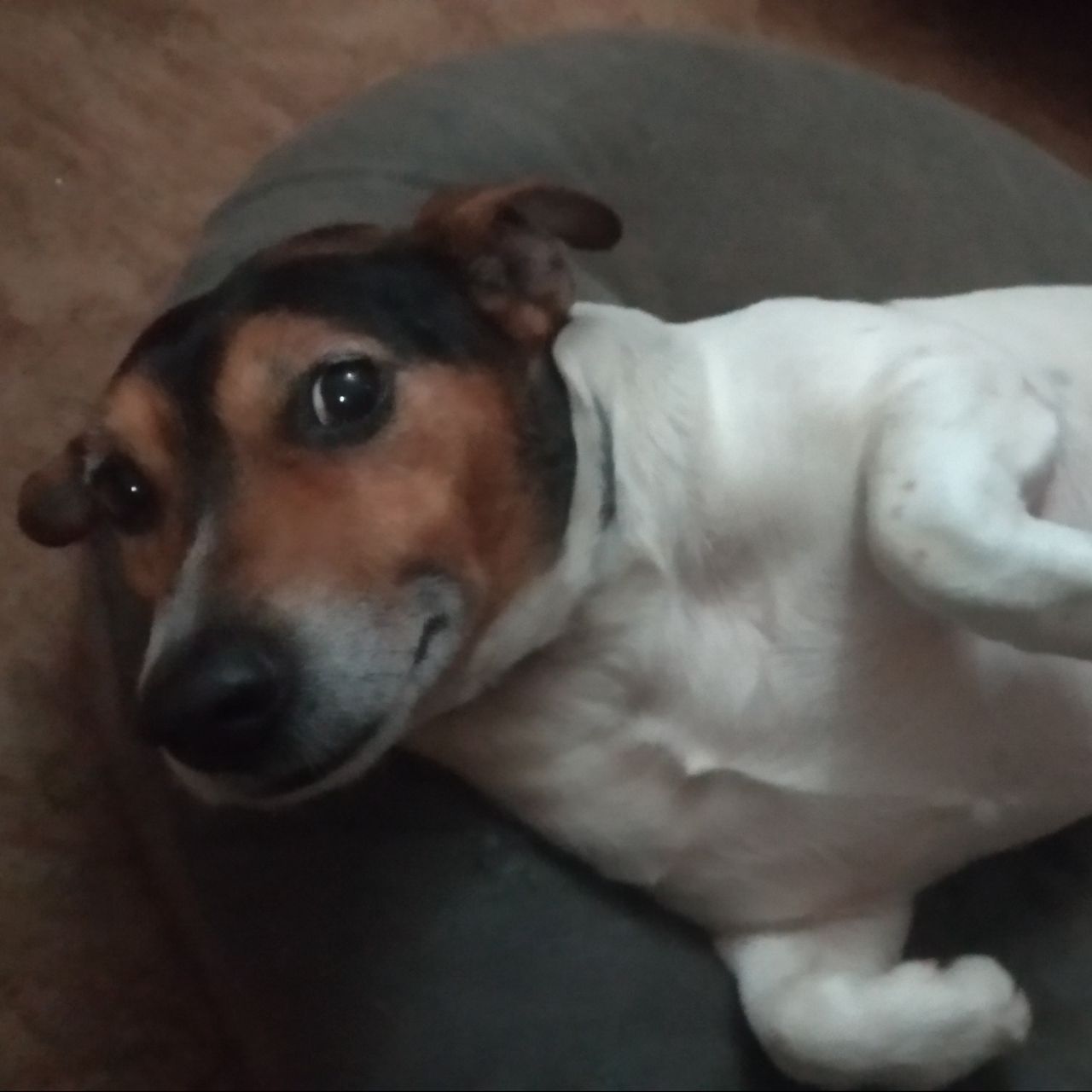 Soutěžní fotografie - Jack,  Jack Russell Teriér