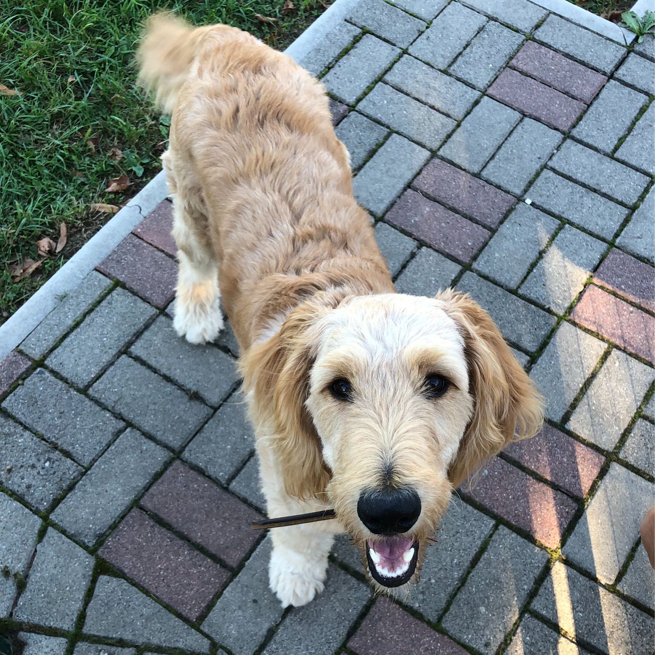 Soutěžní fotografie - Kesinka,  Zlatý retriever
