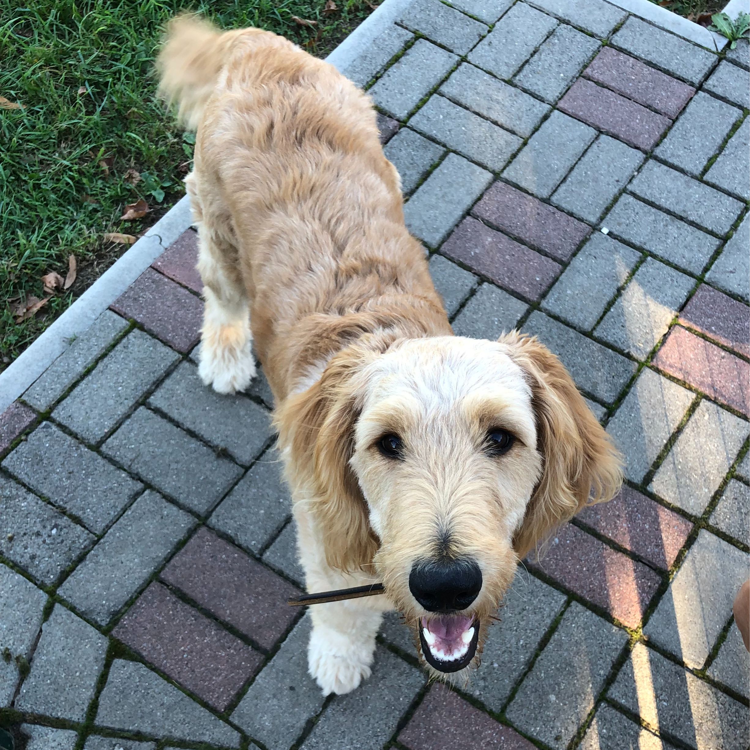 Soutěžní fotografie - Kesinka,  Zlatý retriever