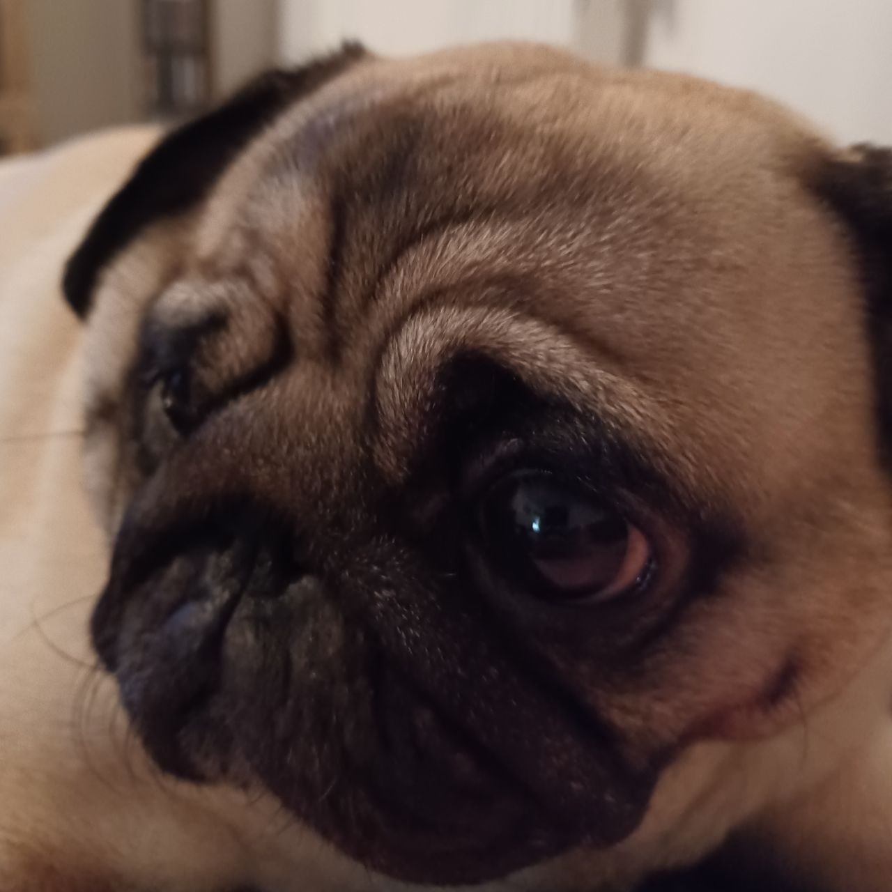 Soutěžní fotografie - Amy,  Mops