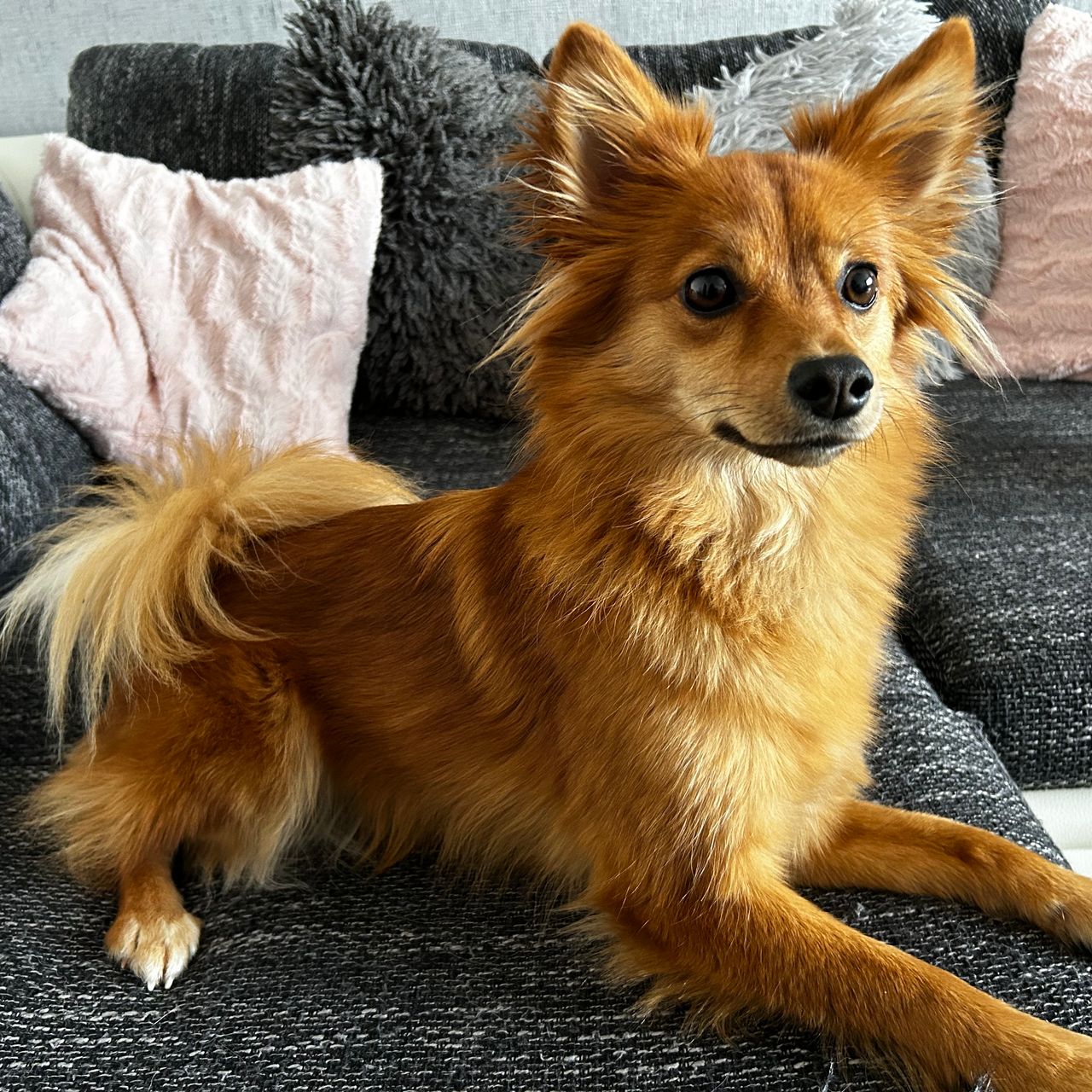 Soutěžní fotografie - Foxy,  Německý špic střední