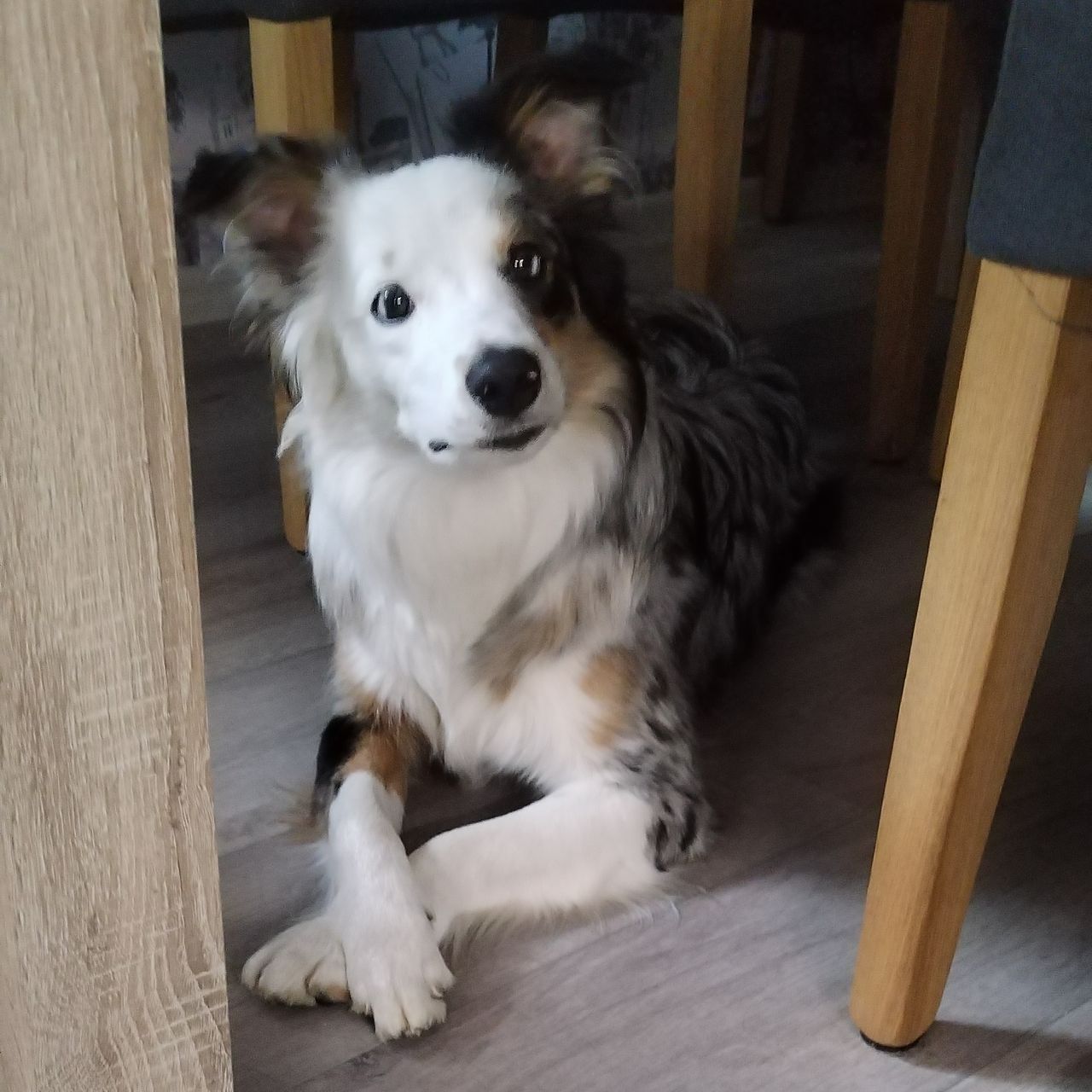 Soutěžní fotografie - Rosie ,  Border kolie
