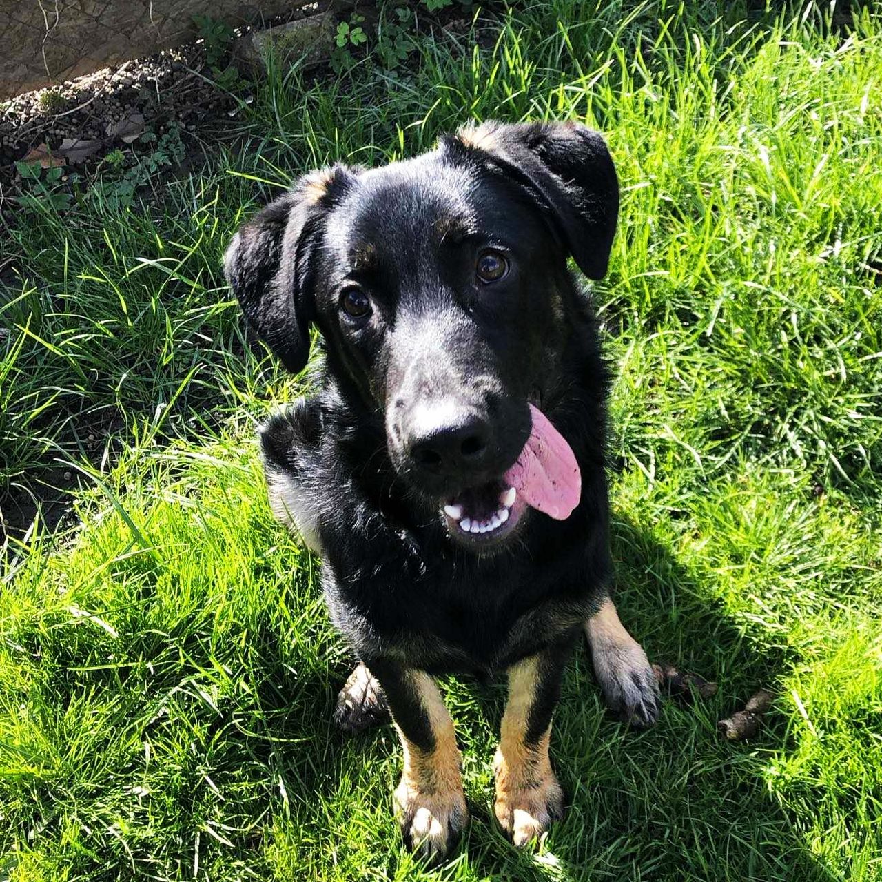 Soutěžní fotografie - Jackie,  Labradorský retriever