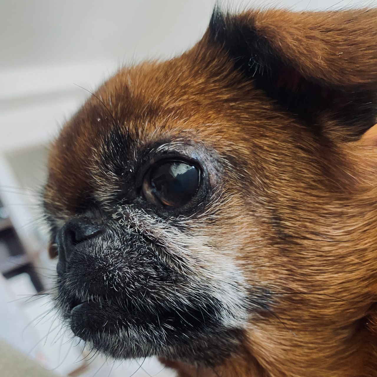 Soutěžní fotografie - Amálka- Ivan,  Brabantík Petit