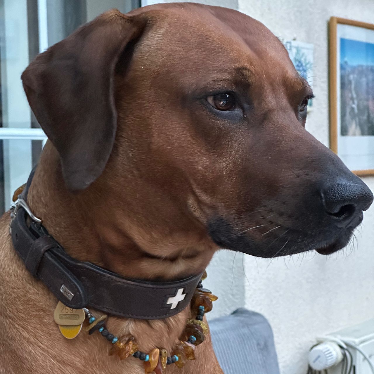 Soutěžní fotografie - Sir Toby,  Rhodéský ridgeback
