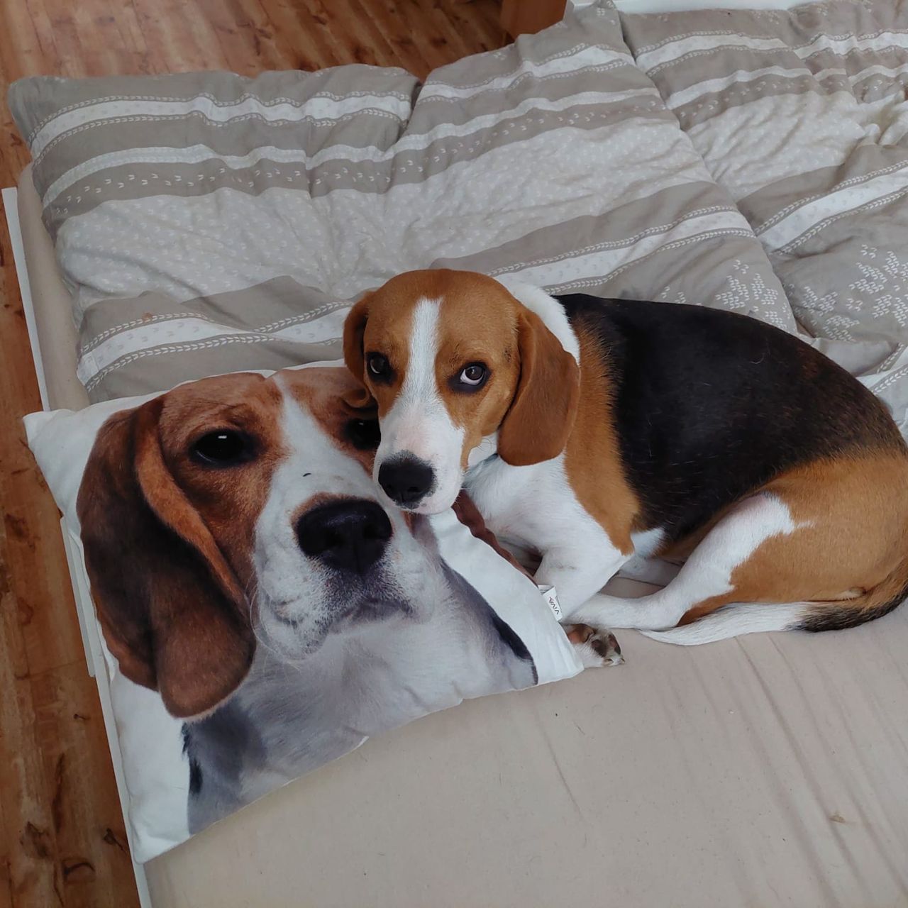 Soutěžní fotografie - Percy,  Beagle