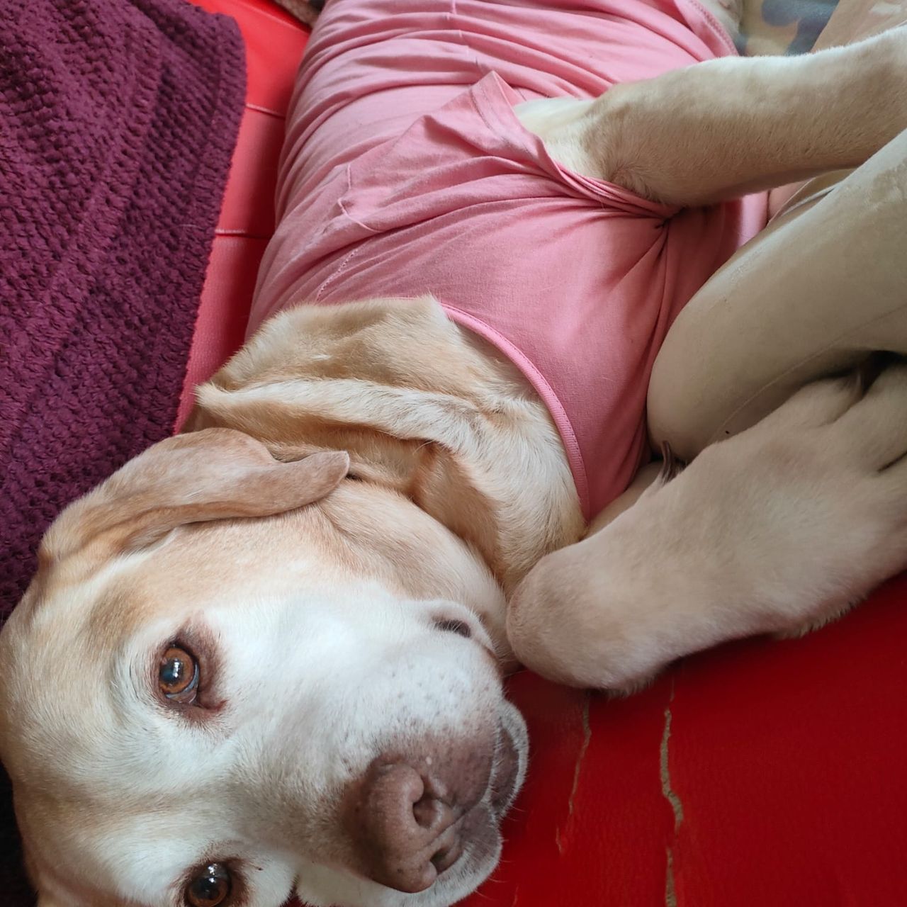 Soutěžní fotografie - Bianka,  Labradorský retriever