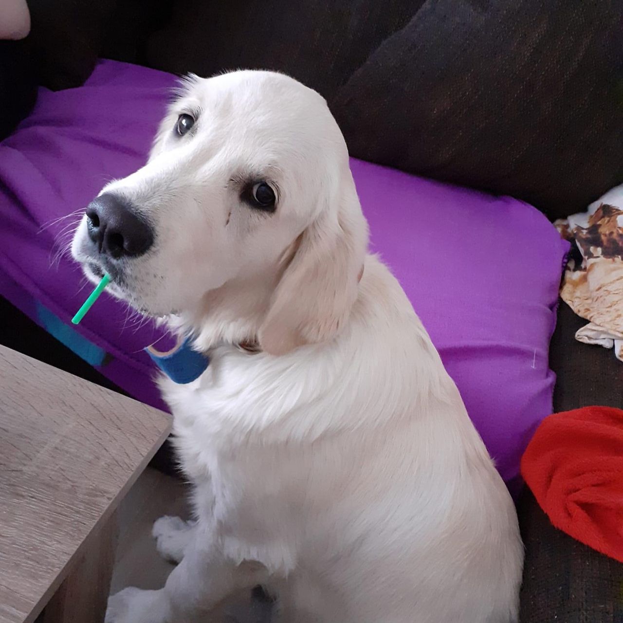 Soutěžní fotografie - Garp,  Zlatý retriever