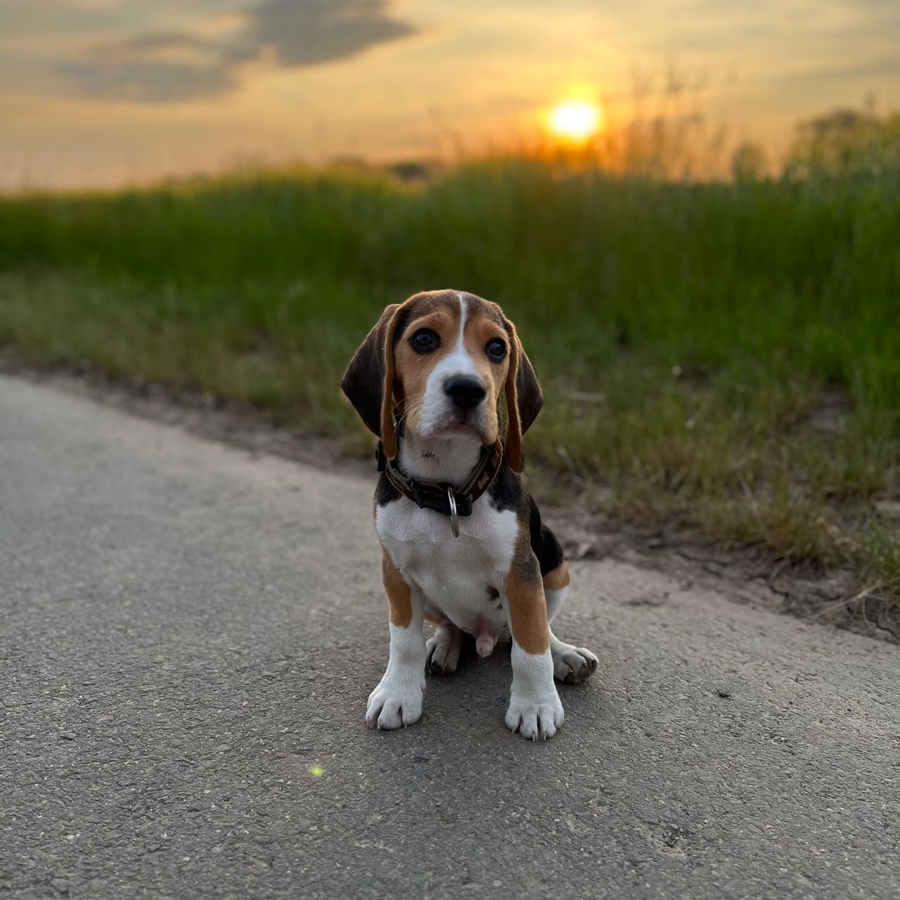 Soutěžní fotografie - Monti,  Beagle