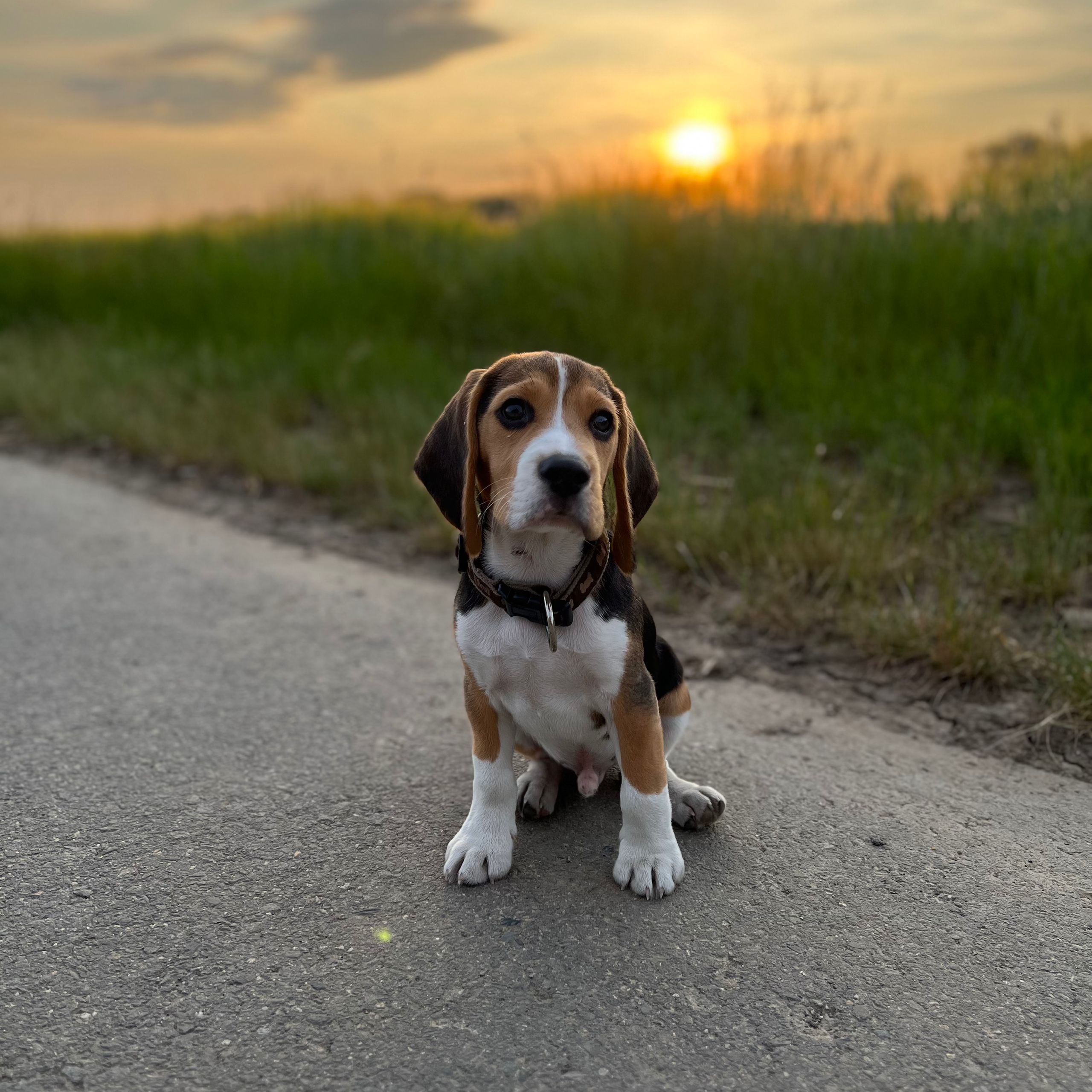 Soutěžní fotografie - Monti,  Beagle