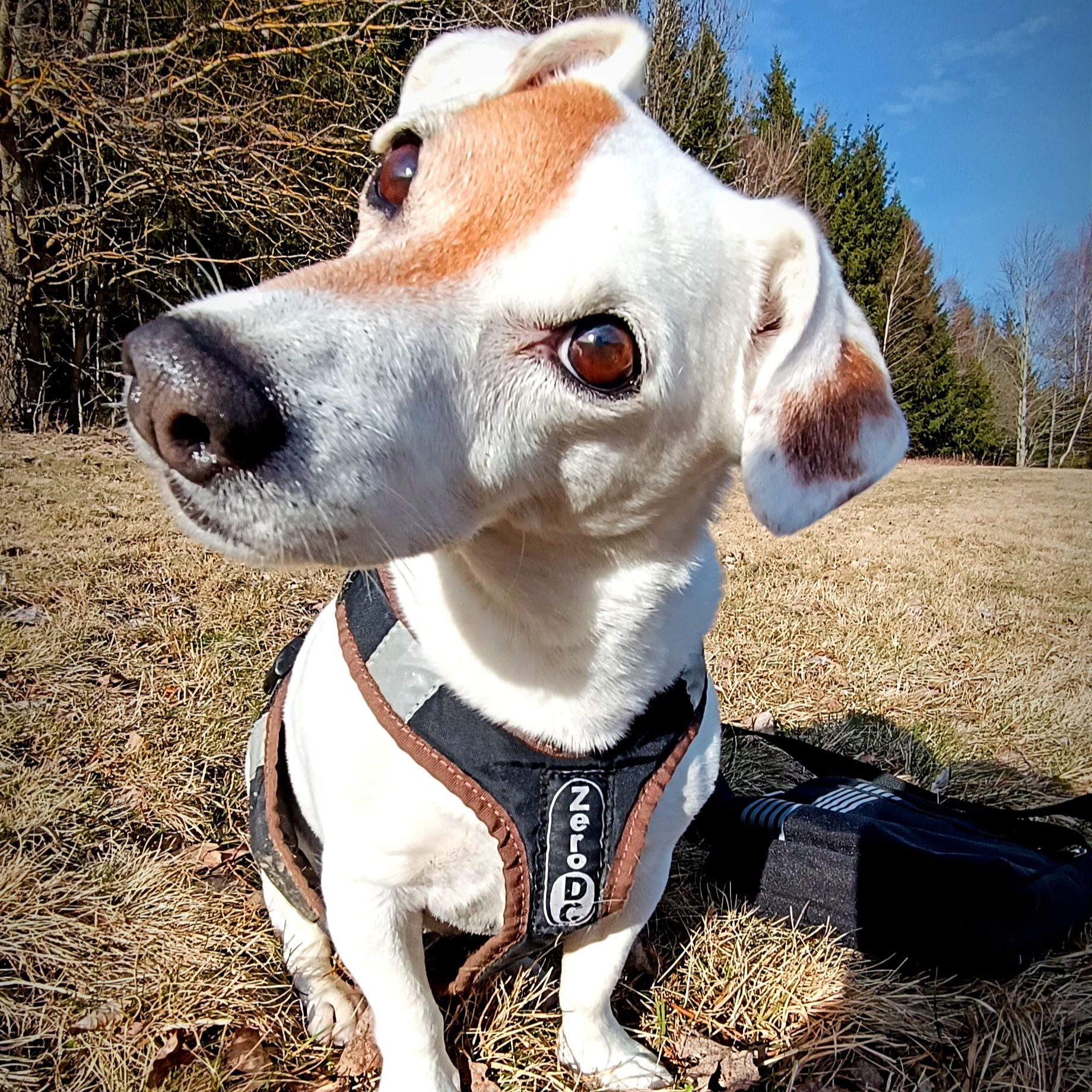 Soutěžní fotografie - Madlenka,  Jack Russell Teriér