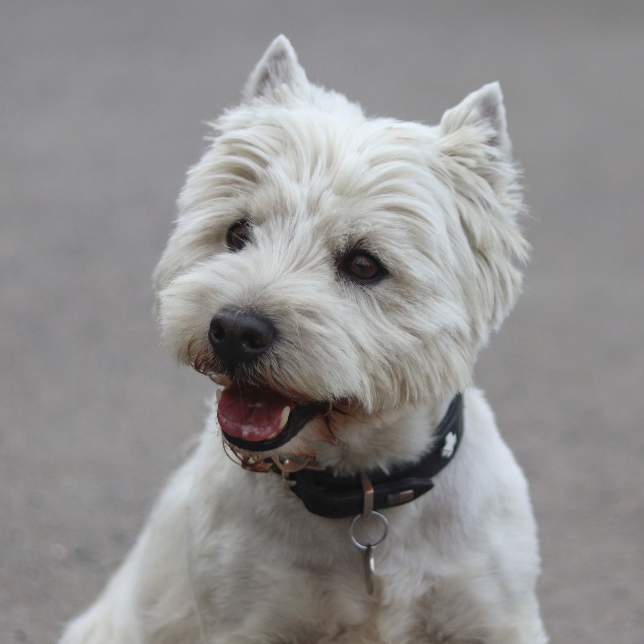 Soutěžní fotografie - Oscar,  West Highland White Terrier