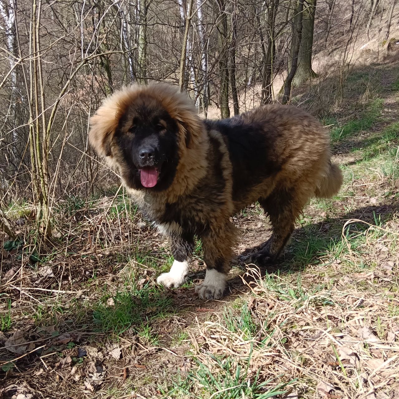 Soutěžní fotografie - Bella,  Kavkazský pastevecký pes