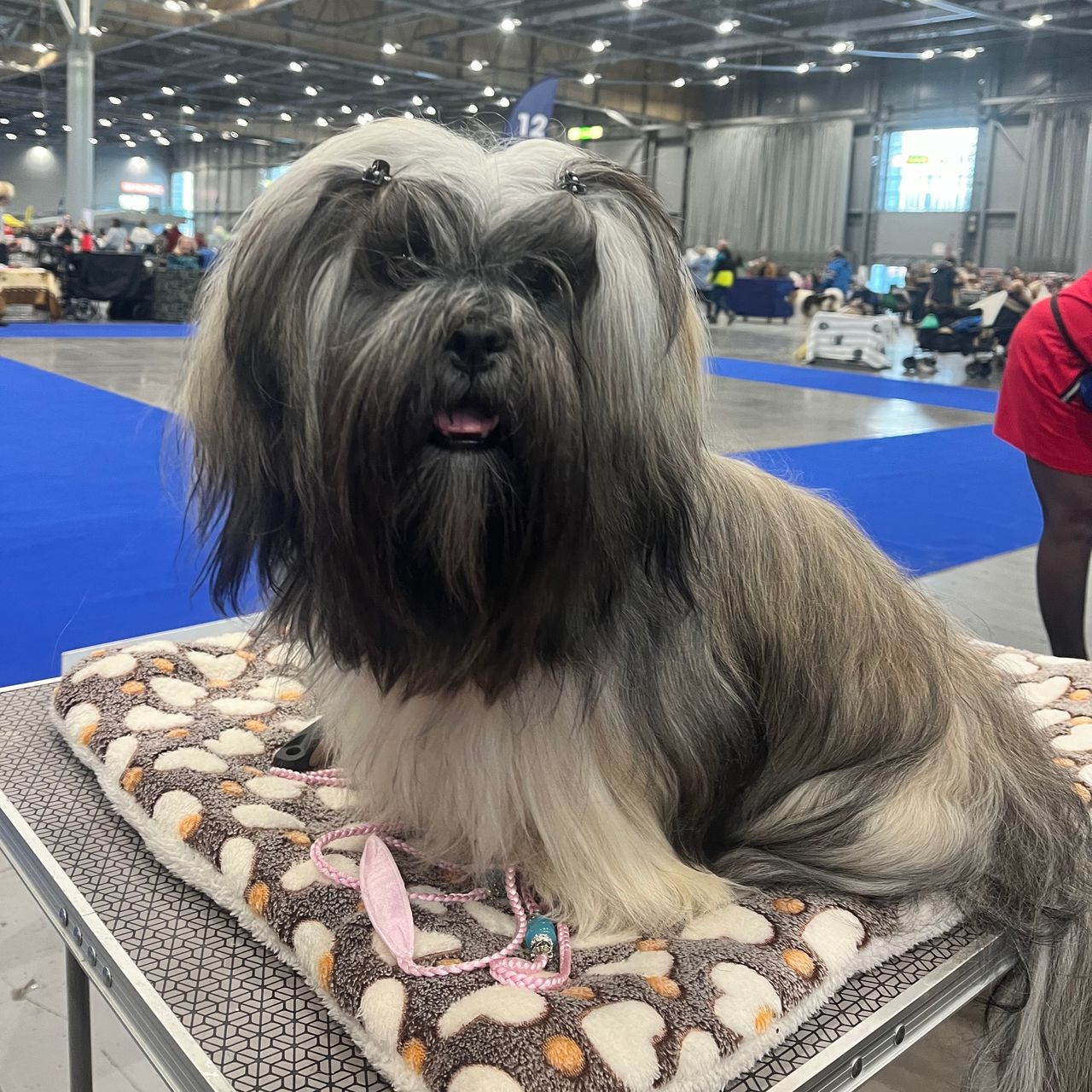 Soutěžní fotografie - Lofina,  Lhasa Apso