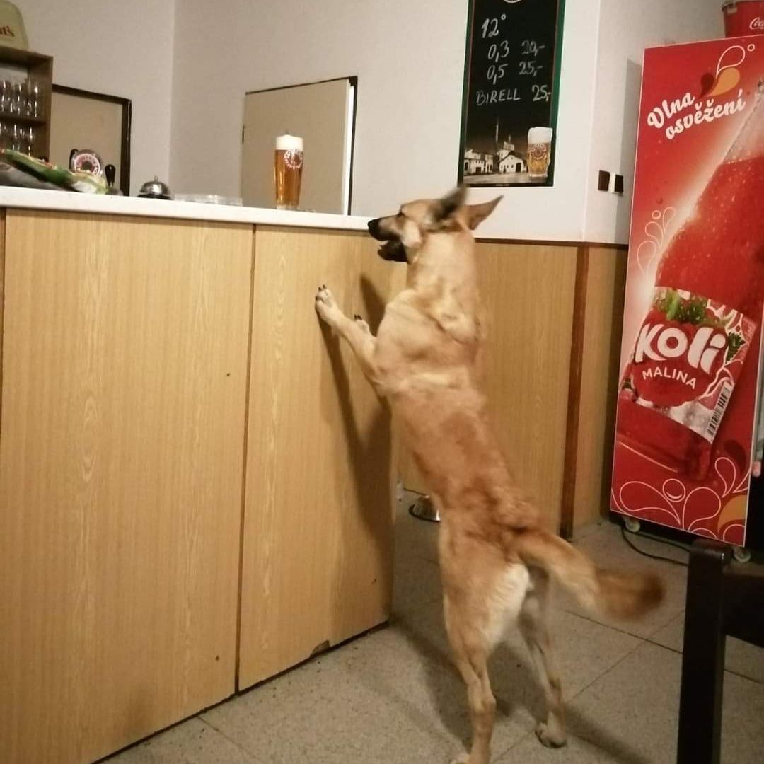 Soutěžní fotografie - Roxy,  Belgický ovčák