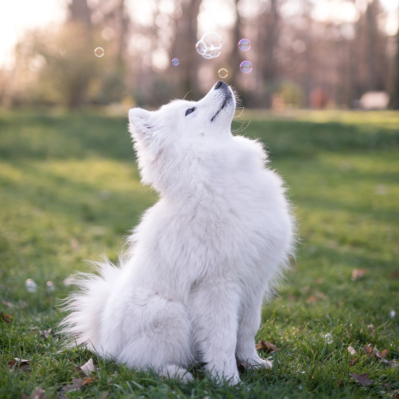 Soutěžní fotografie - Ezekiel,  Samojed