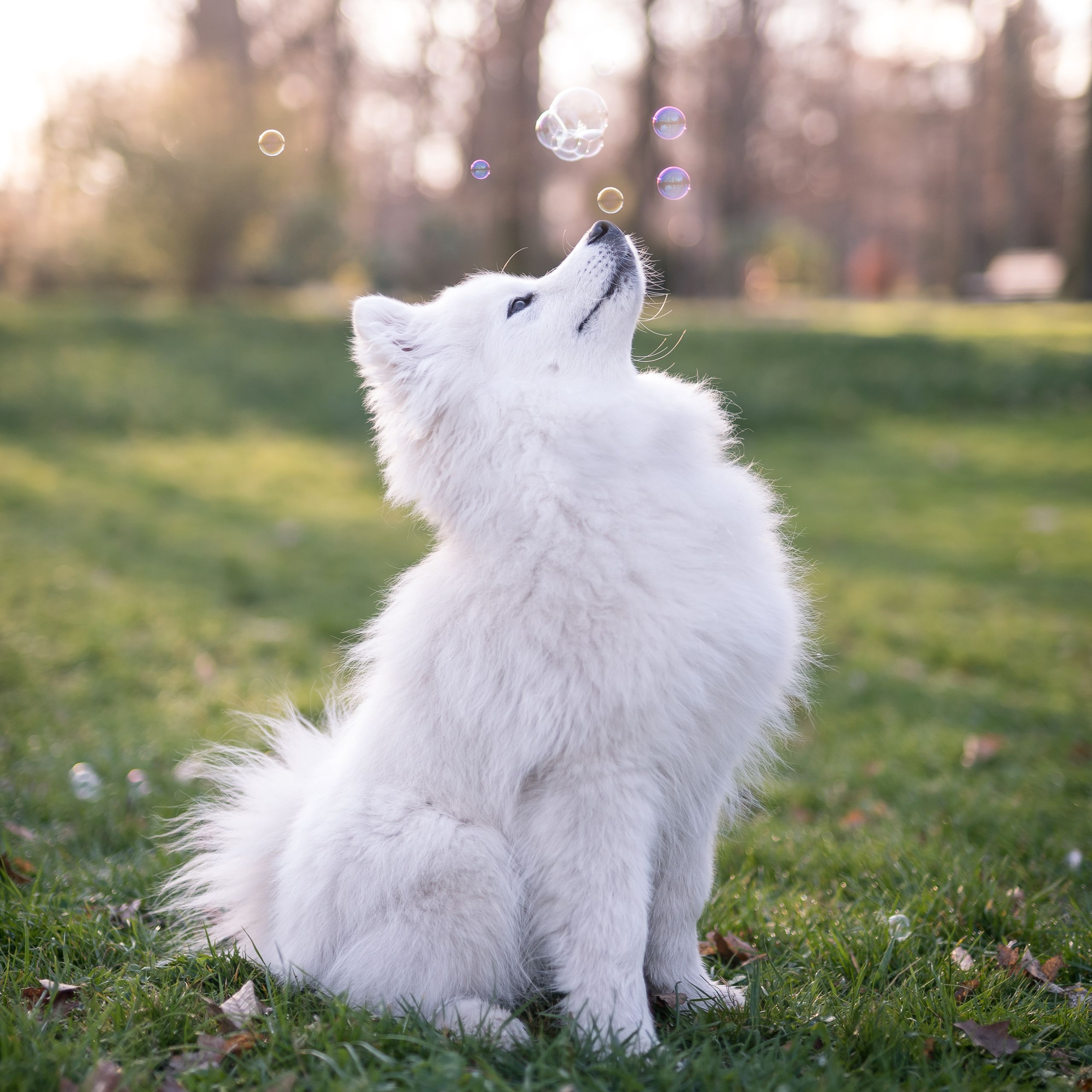 Soutěžní fotografie - Ezekiel,  Samojed