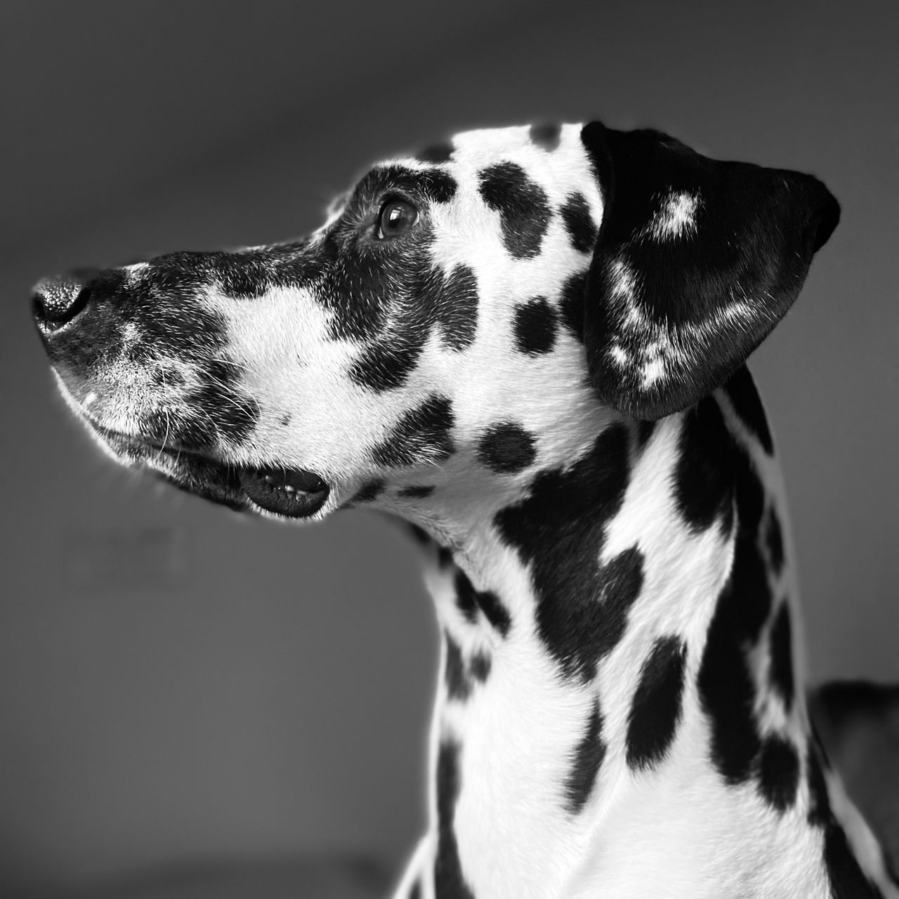 Soutěžní fotografie - Charlie,  Dalmatin