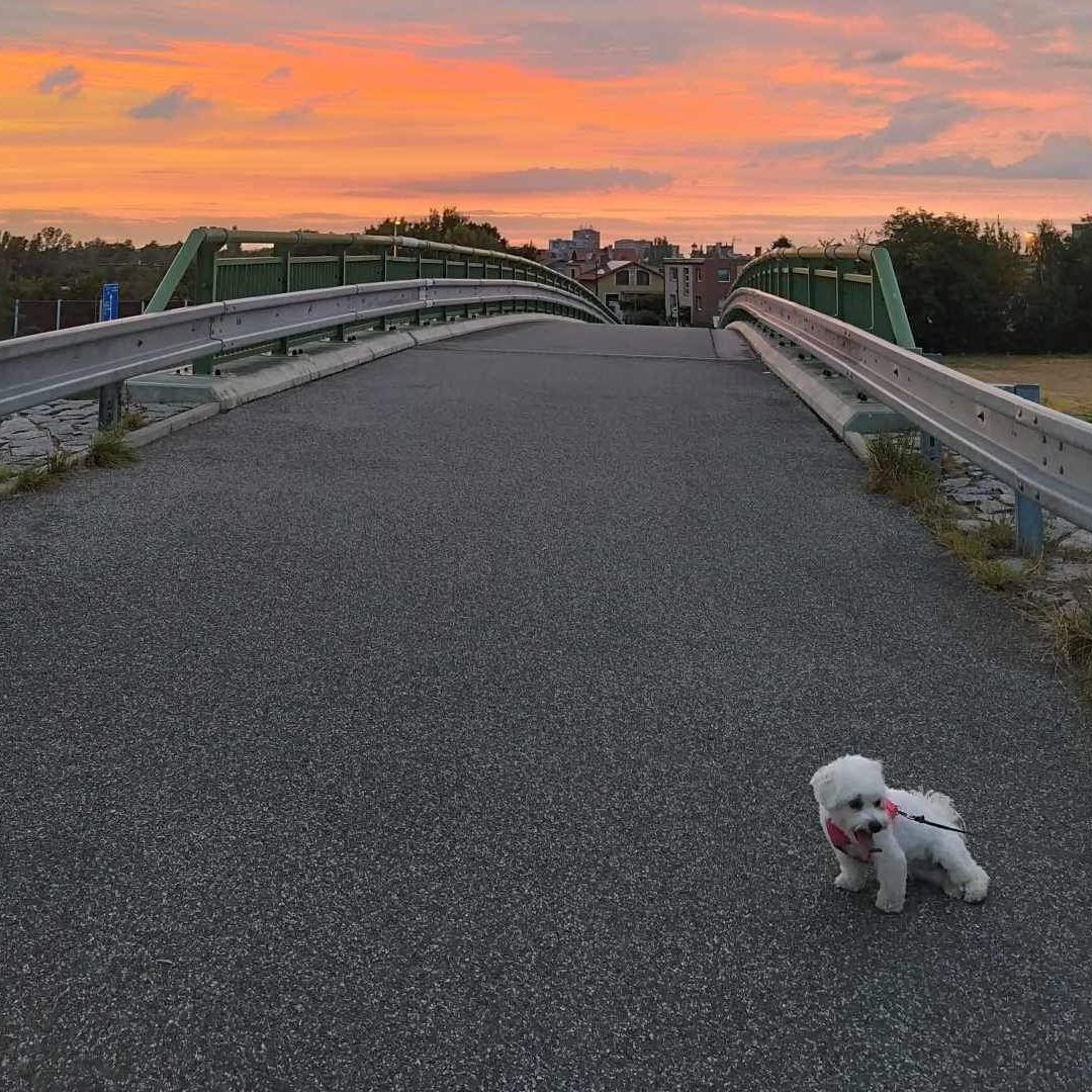 Soutěžní fotografie - Bella,  Maltézský psík
