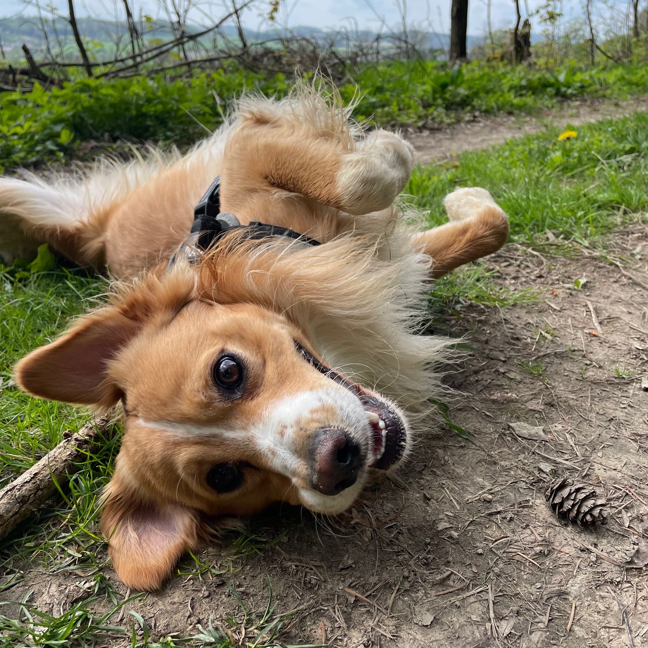 Soutěžní fotografie - Marley,  Ostatní