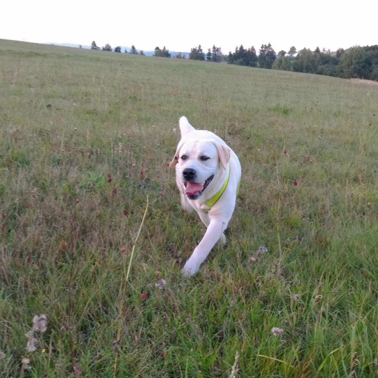 Soutěžní fotografie - Nero,  Labradorský retriever