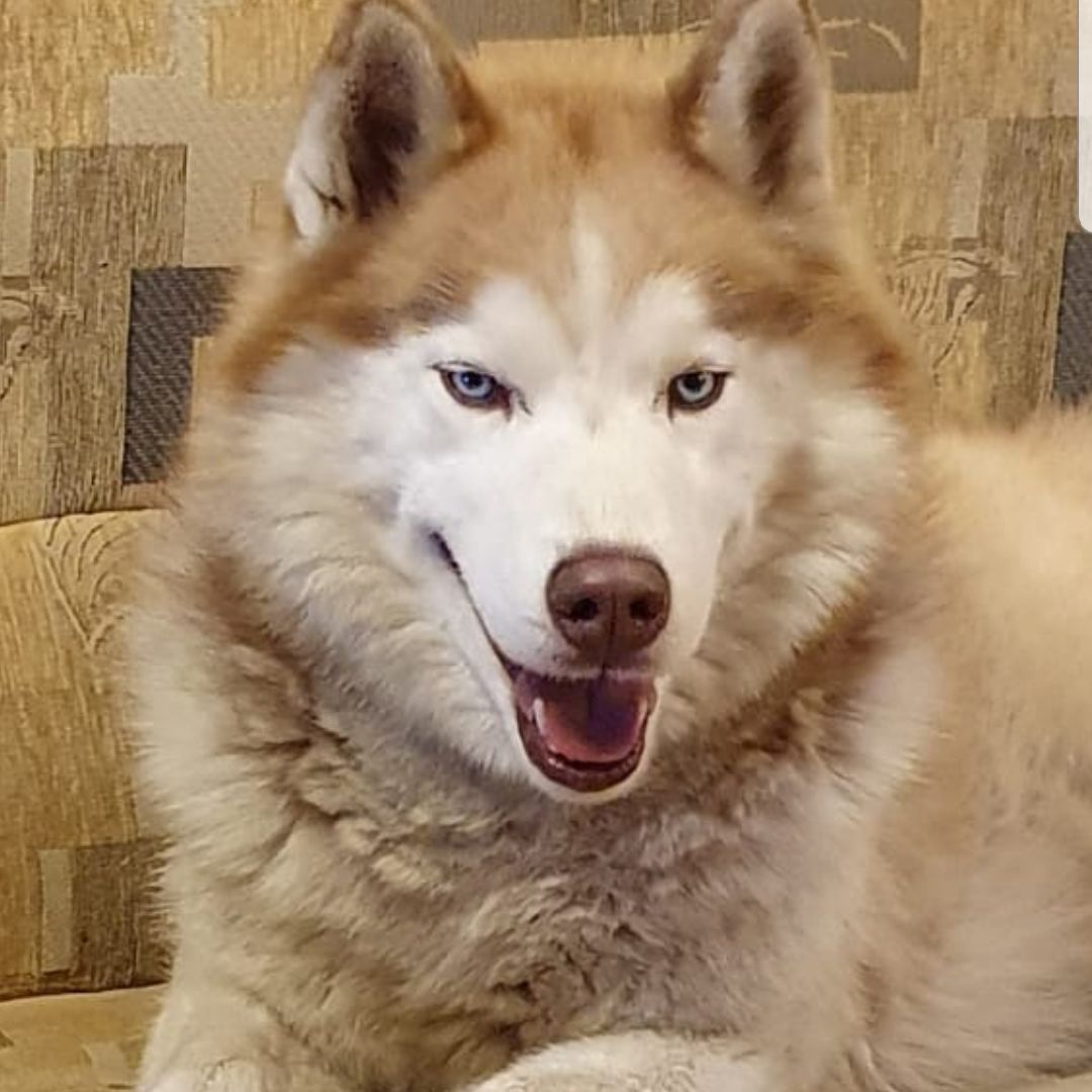 Soutěžní fotografie - Forty,  Sibiřský husky