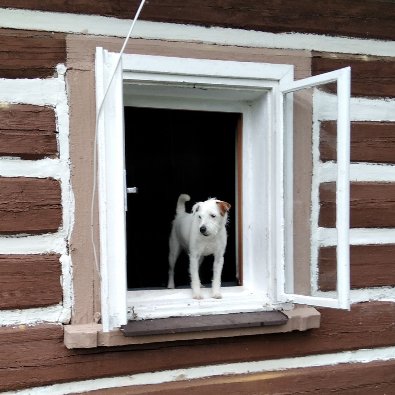 Soutěžní fotografie - Májoš,  Parson Russell Teriér