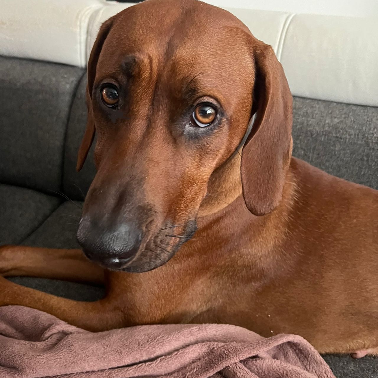 Soutěžní fotografie - Samča,  Rhodéský ridgeback
