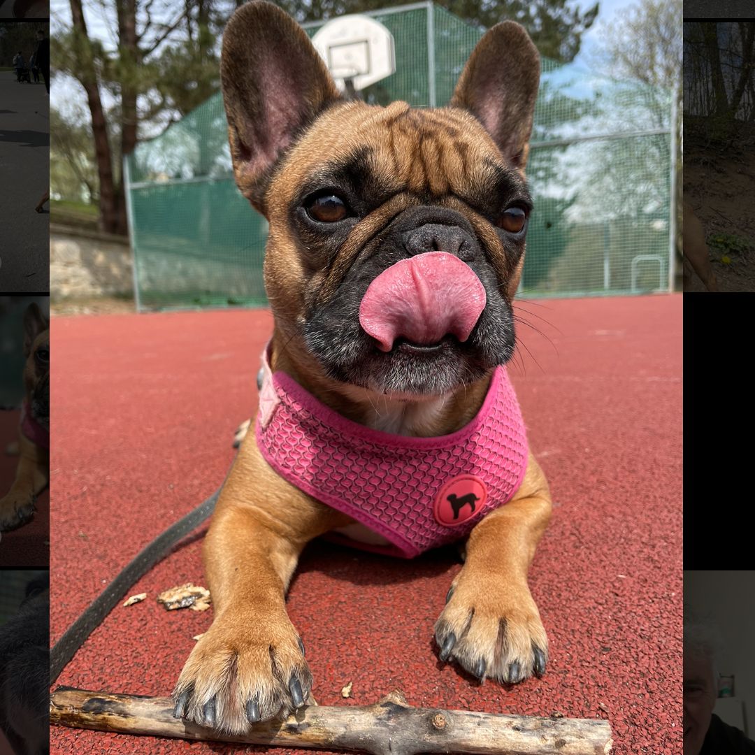 Soutěžní fotografie - Betty,  Francouzský buldoček