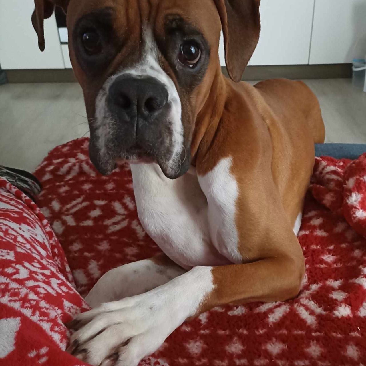 Soutěžní fotografie - Sam,  Německý boxer
