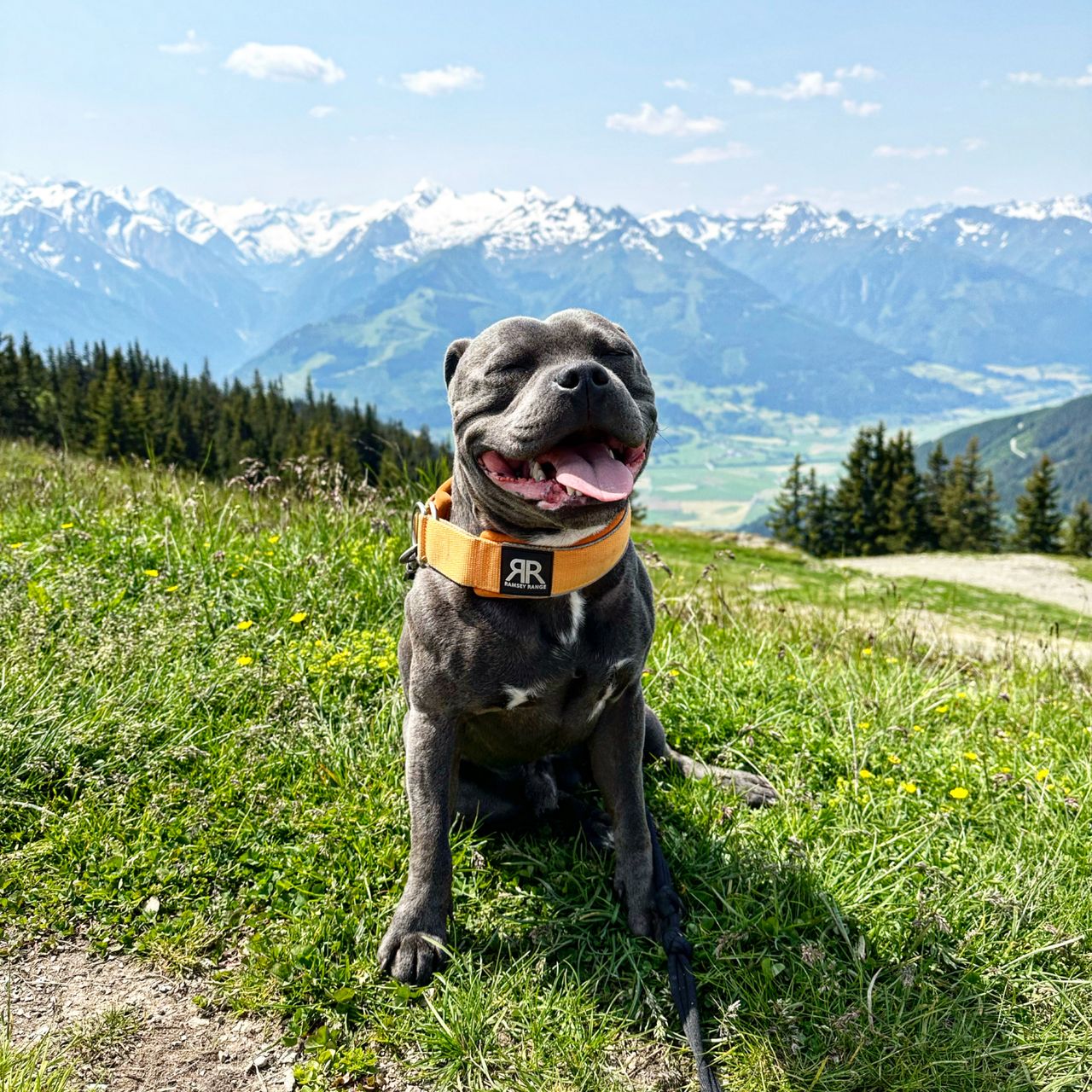 Soutěžní fotografie - Dobby,  Stafordšírský bullterier