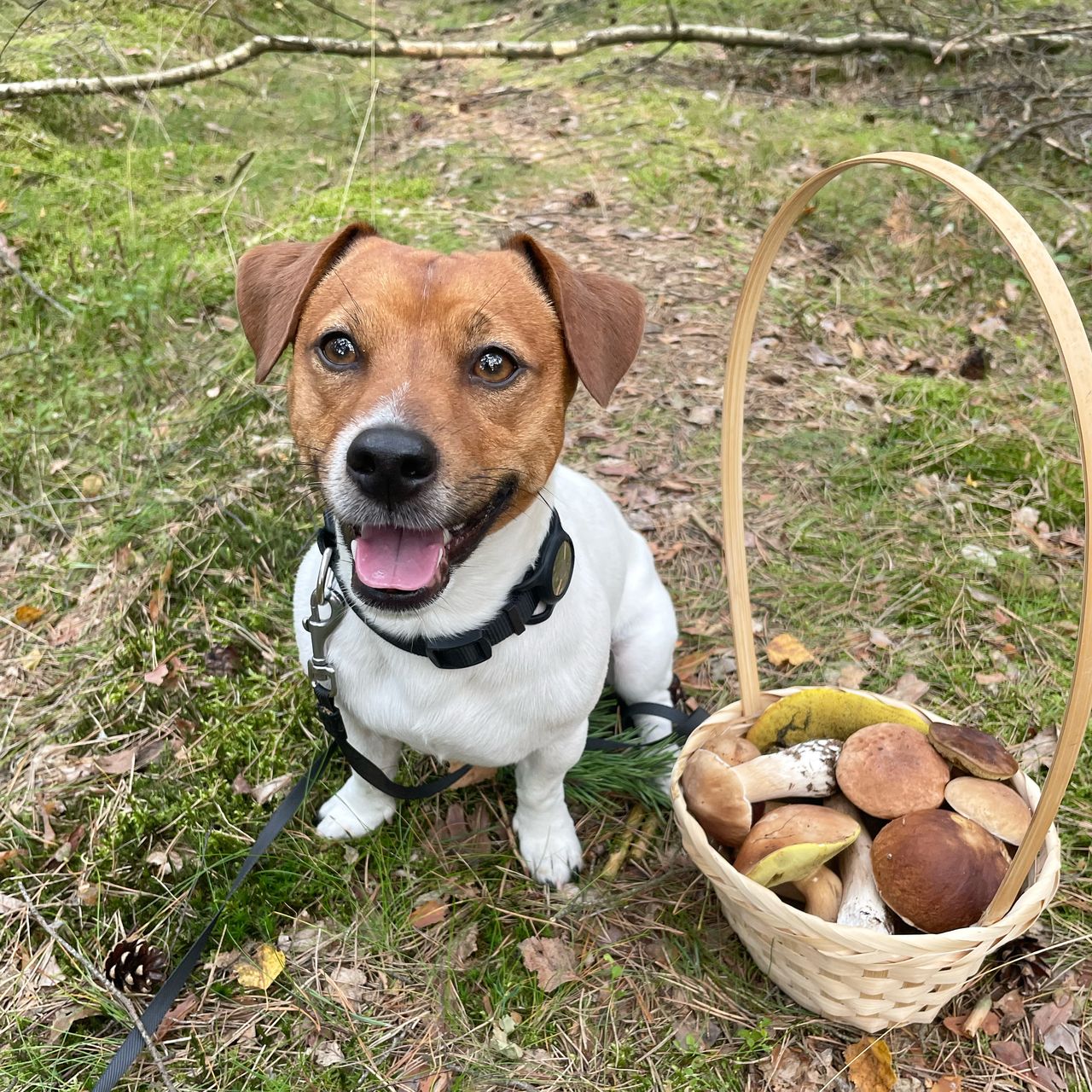 Soutěžní fotografie - Ben,  Jack Russell Teriér