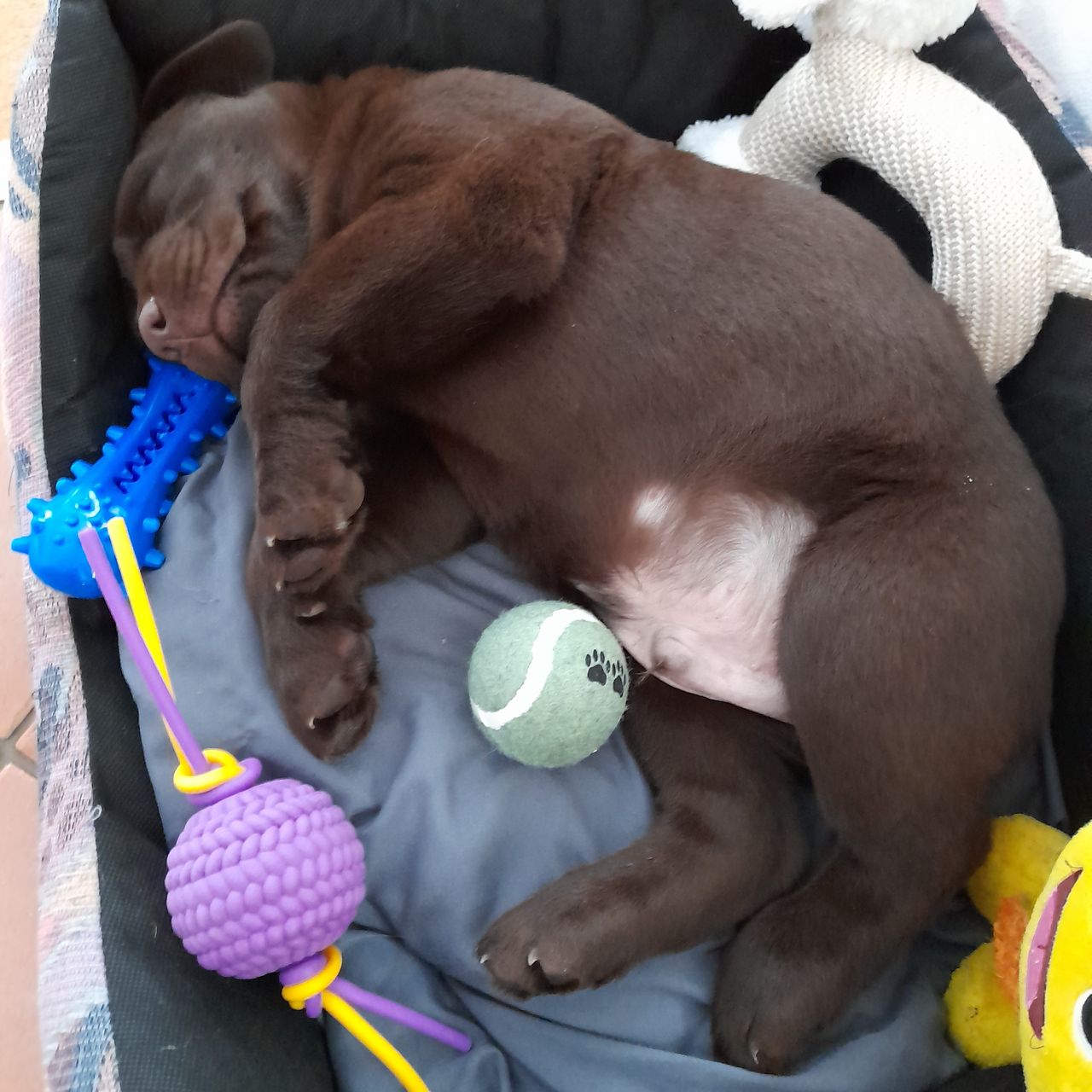 Soutěžní fotografie - Lukáš Viktorčin sen,  Labradorský retriever