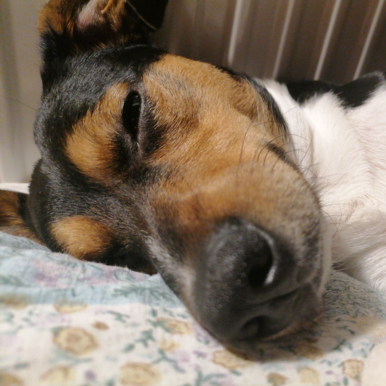 Soutěžní fotografie - Vašík ,  Jack Russell Teriér