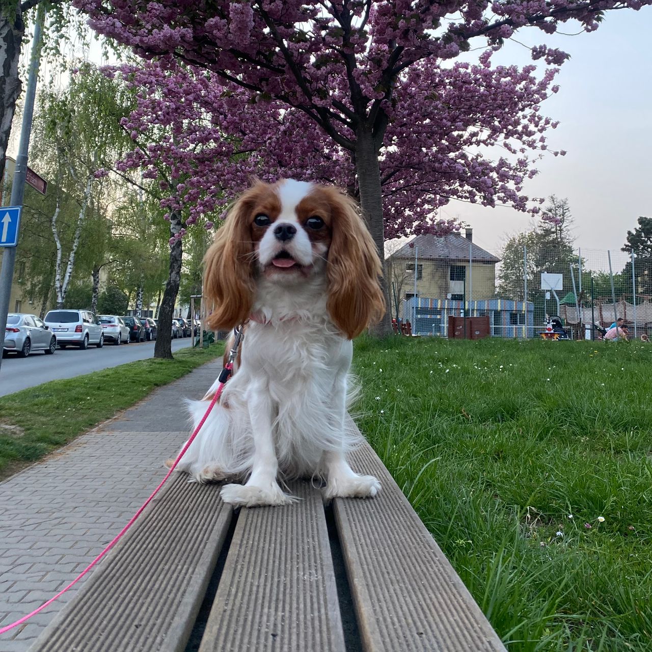 Soutěžní fotografie - Luna,  Kavalír King Charles španěl
