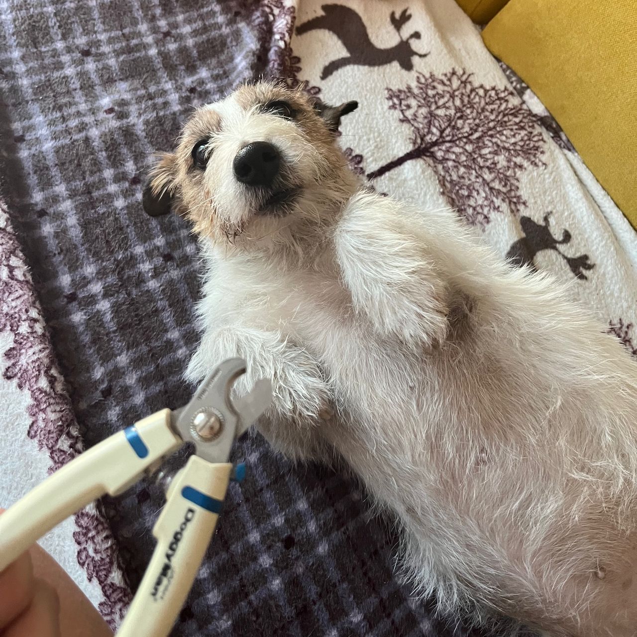 Soutěžní fotografie - Mikina,  Jack Russell Teriér