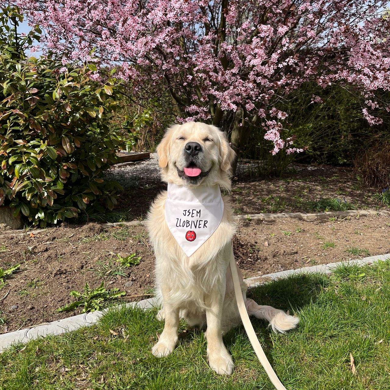 Soutěžní fotografie - Zlobiver Ollie,  Zlatý retriever