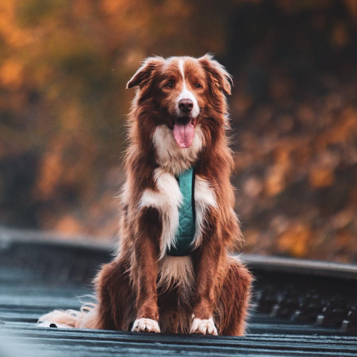 Soutěžní fotografie - Tobi,  Border kolie