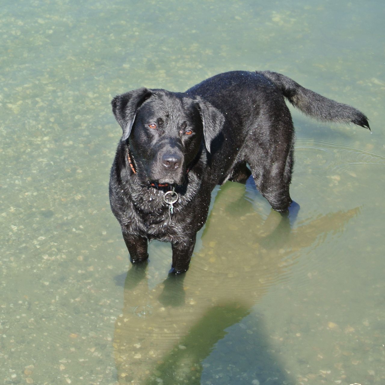 Soutěžní fotografie - Randy,  Labradorský retriever