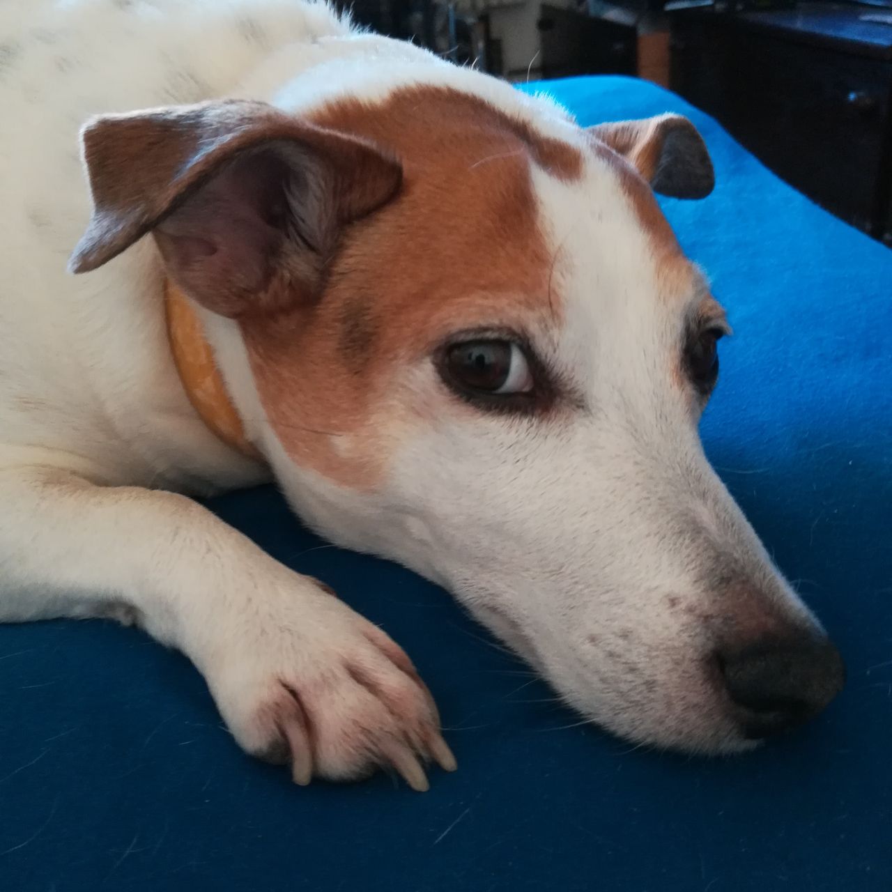 Soutěžní fotografie - Saidy,  Jack Russell Teriér