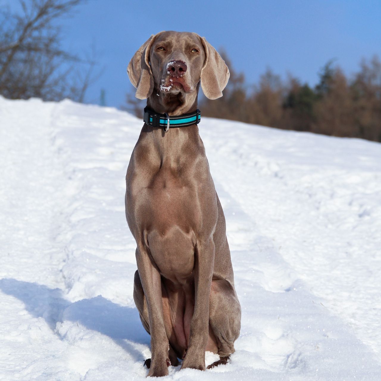 Soutěžní fotografie - Destiny Chosen Silesian Weim,  Výmarský ohař