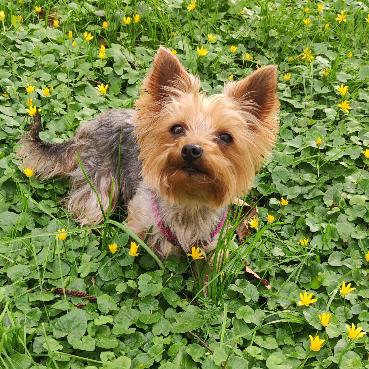 Soutěžní fotografie - Lily,  Yorkšírský terier