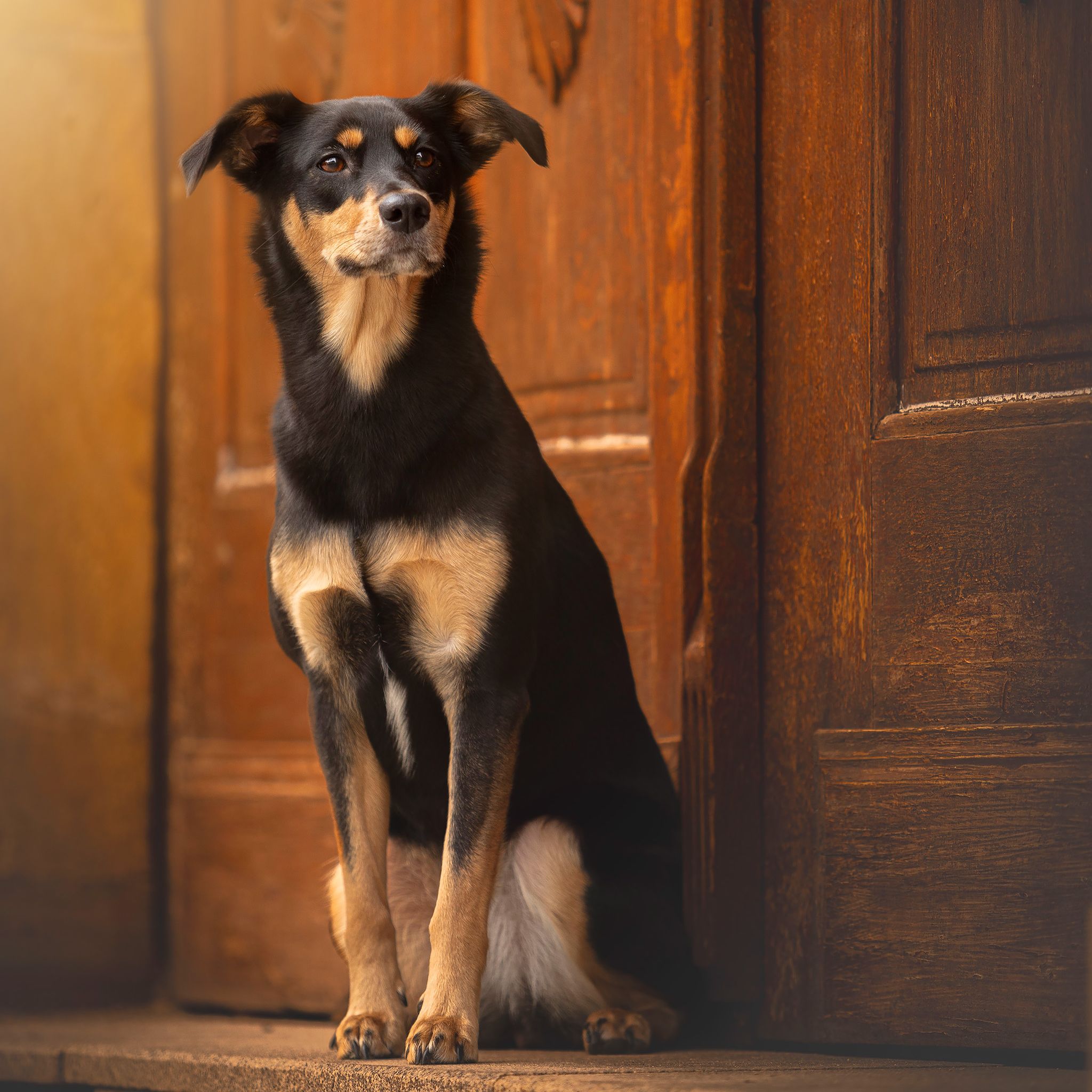Soutěžní fotografie - Mia,  Labradorský retriever